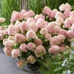 Hortenzia metlinatá (Hydrangea paniculata) ´LIVING LITTLE LOVE´® by LIVING CREATIONS® výška 20-30 cm, kont. C1,5L